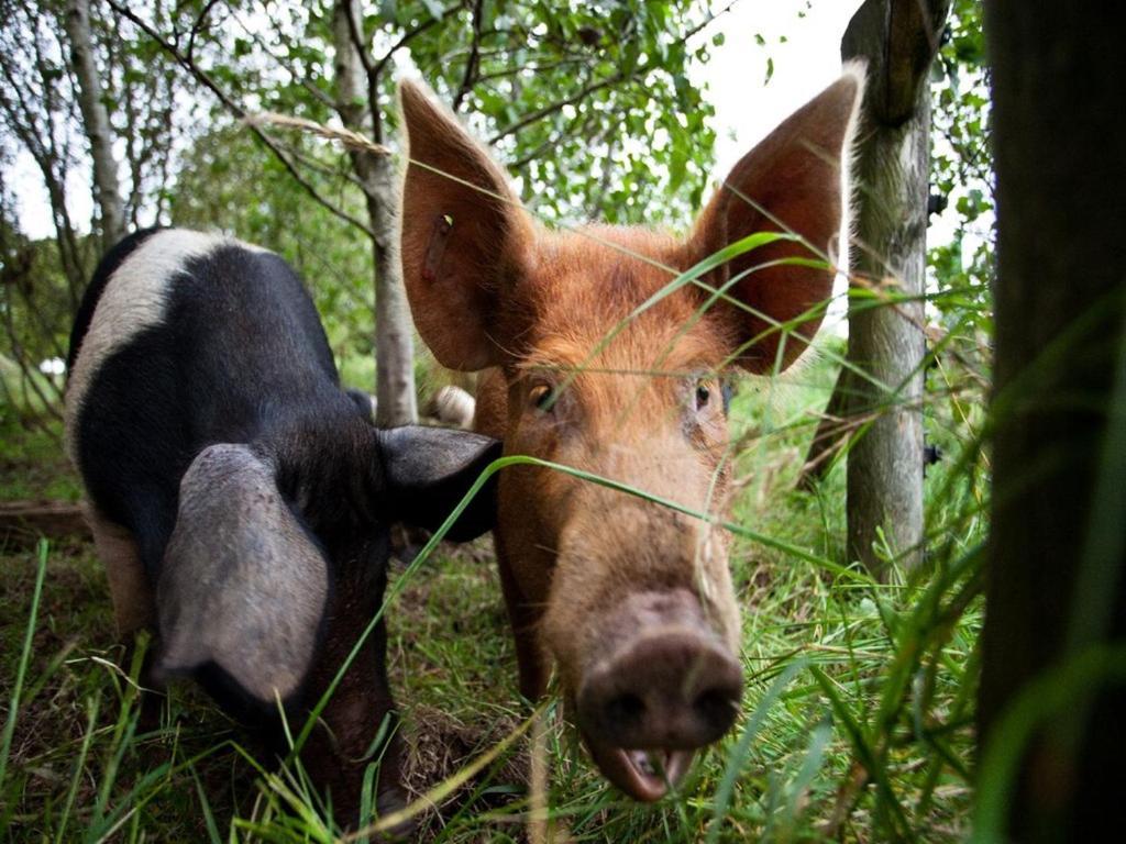 Ballylagan Organic Farm Straid  Dış mekan fotoğraf